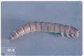 Tenebrio obscurus (Dark mealworm)