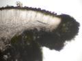 Lecanora rugosella