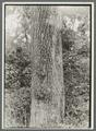 Pyrus calleryana pear tree