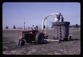 Peppermint harvest with symphylan damage, circa 1965