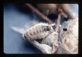 Larvae killed by virus, La Grande, Oregon, 1976