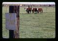 Cattle on quack grass plots, Klamath Experiment Station, Klamath Falls, Oregon, circa 1972