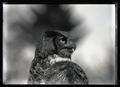 Dusky horned owl