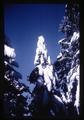 Snow covered tree on Marys Peak, Oregon, circa 1965