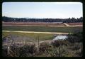 Cranberry bog, Curry County, Oregon, May 1970