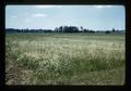 Check plot of worn out soil, Red Soils Experiment Station, Oregon State University, Corvallis, Oregon, 1975