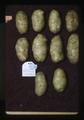 First prize white skin potatoes, Oregon State Fair, Salem, Oregon, 1975