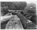 Spruce logs in Depot Slough near Toledo