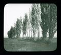 Hombardy Poplars killed by rise in water table - Malheur County