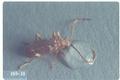 Ptinus fur (Whitemarked spider beetle)