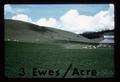 Improved sub-clover sheep pasture with 3 ewes per acre, 1963