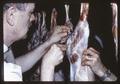 Closeup of James Oldfield removing section of carcass for white muscle studies, 1967