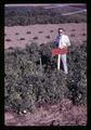 Larry Boersma in heated tomato plot, Oregon State University, Corvallis, Oregon, circa 1969
