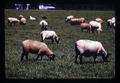 Fat lamb and sheep, Oregon, circa 1970