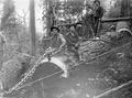 Three loggers on bucked and chained tree