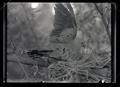 Mexican ground dove