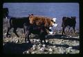 Beef cattle, Wheeler County, Oregon, circa 1973