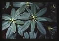 Rhododendron leaves and buds, Oregon, 1975
