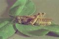 Camnula pellucida (Clearwinged grasshopper)