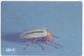 Zonitis bilineata (Blister beetle)