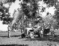 Spraying apple trees, J. Hancock farm, Salem, Oregon, May, 1951