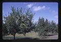 Apple trees, Oregon, 1972