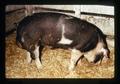 Spotted boar owned by Monte R. Brack, Oregon State Fair, Salem, Oregon, circa 1973