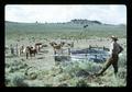 Reub Long and Jack Campbell with horses at water trough, Lake County, Oregon, circa 1972