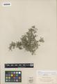 Astragalus tegetarioides Jones