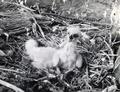 Golden eagle chick