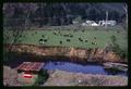 Dairy cattle in pasture along river near Seaside, Oregon, circa 1965