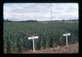 Hyslop wheat and McDermid wheat at Hyslop Agronomy Farm, Oregon State University, Corvallis, Oregon, June 1974