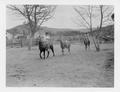 Breaking wild horses at the Warm Springs Indian Reservation