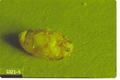 Acanthoscelides obtectus (Bean weevil)