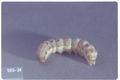 Mamestra configurata (Bertha armyworm)