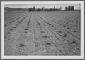 Crop Science nursery, 1950