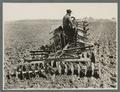 Early disc harrow