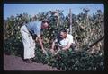 Dr. William Frazier and Dr. Spencer Apple comparing pole and bush beans, 1962