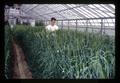 Garry Smith breeding barley crosses in greenhouse, Corvallis, Oregon, circa 1965