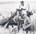 Working in wheat field