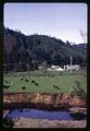 Dairy cattle in pasture along river near Seaside, Oregon, circa 1965