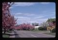 Flowering cherries on NW 16th Street, Corvallis, Oregon, 1976