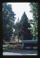 Gene Lear topping Lemon's cedar tree, Corvallis, Oregon, 1987