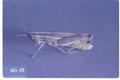Amphitornus coloradus (Striped slant-faced grasshopper)