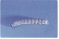 Mamestra configurata (Bertha armyworm)