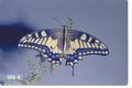 Papilio oregonius (Oregon swallowtail)