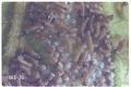 Peridroma saucia (Variegated cutworm)