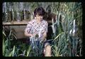 Student breeding barley crosses in greenhouse, Corvallis, Oregon, circa 1965