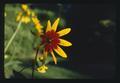 Brown-eyed Susan, Corvallis, Oregon, 1974