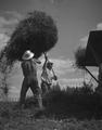 Men tossing hay